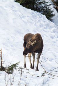 A beautiful wild moose in the winter