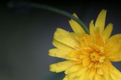 Close-up of yellow flower blooming against black background