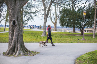 Dog in park