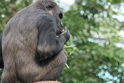 Close-up of monkey