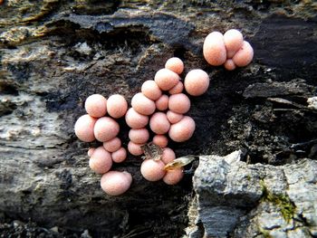 High angle view of pumpkins on rock