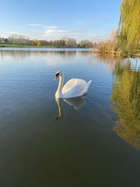 Swan floating on lake