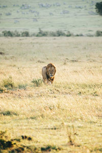 View of a cat on field