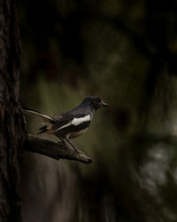 Close-up of bird perching on branch