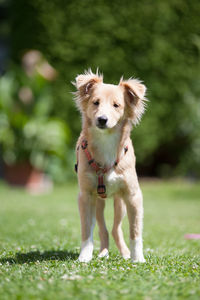 Portrait of dog