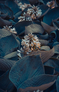 Close-up of dried plant on field