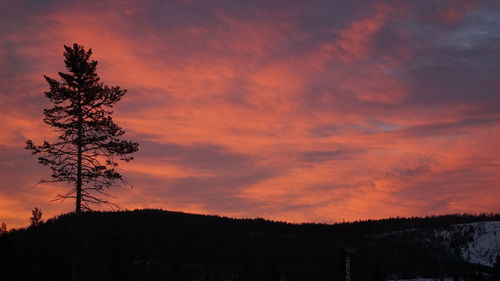 Silhouette of tree at sunset