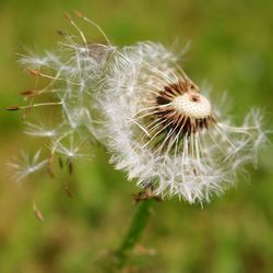 Close-up of dandelion seed