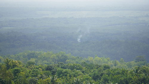 Scenic view of forest