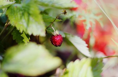Close-up of berries on plant