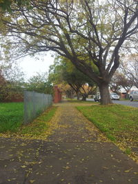 Bare trees on road