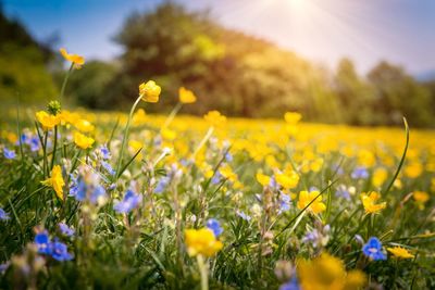 Close-up of yellow flowering plants on field