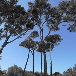 Low angle view of trees against clear sky