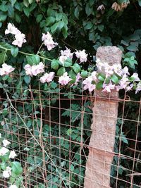 Close-up of flowers blooming outdoors