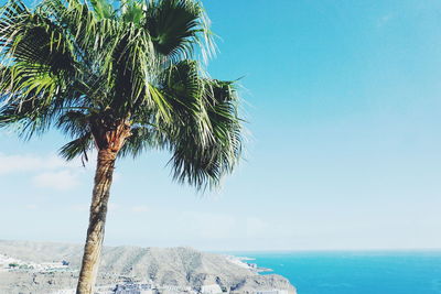 Palm tree by sea against sky