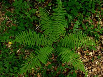 High angle view of fern leaves on field in forest