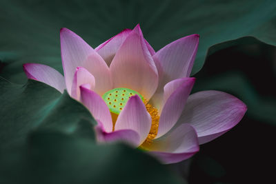 Close-up of pink water lily