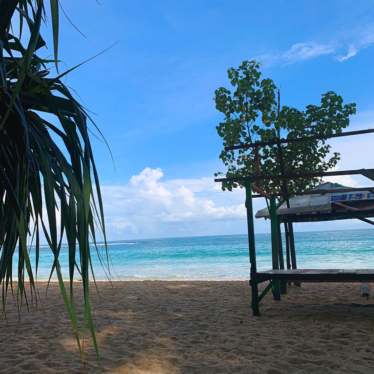 TREE ON BEACH AGAINST SKY