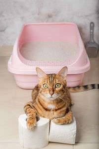 Domestic cat with toilet paper near the cat litter box. vertical shot.