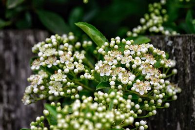 Close-up of flowers blooming on tree