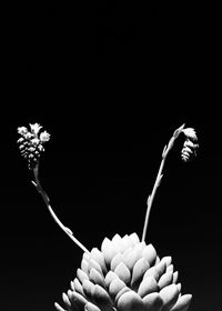 Close-up of flower over black background