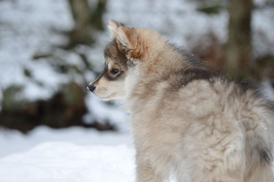 Puppy finnish lapphund dog looking away on snow