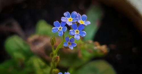 Close-up of purple flowering plant