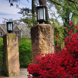 Low angle view of flowering plants by building