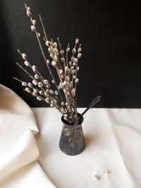 High angle view of plant against black background