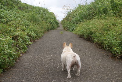 Rear view of french bulldog standing on footpath amidst field