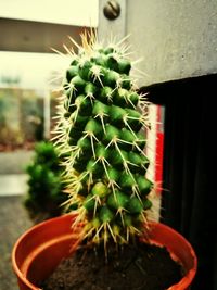 Close-up of potted cactus plant