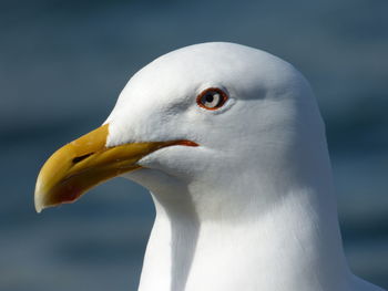 Close-up of seagull