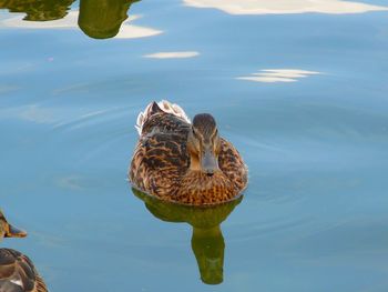 Mallard duck swimming on lake