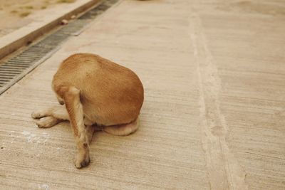 High angle view of dog sleeping on hardwood floor