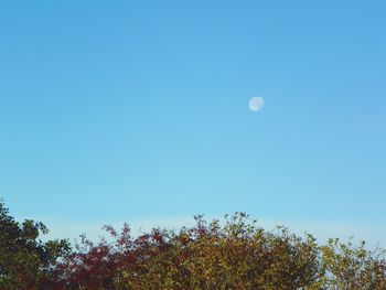 Low angle view of trees against clear blue sky