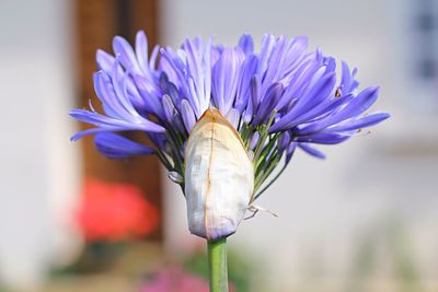 Close-up of purple flower blooming outdoors