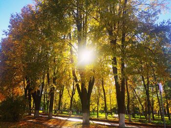 Sun shining through trees