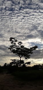 Silhouette tree on field against sky at sunset