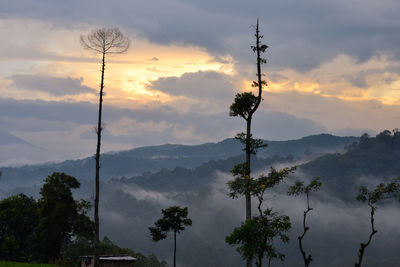 Low angle view of silhouette trees against sky during sunset