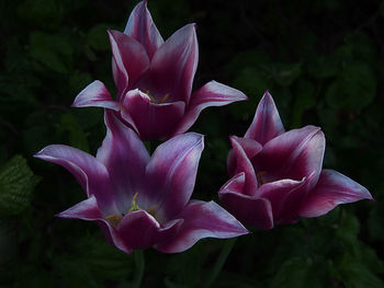 Close-up of pink flowers blooming outdoors