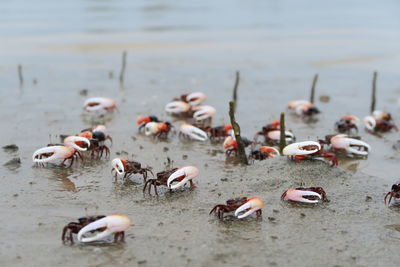 Flock of birds on beach