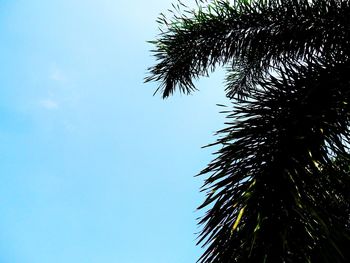 Low angle view of palm tree against clear blue sky