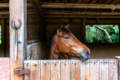 Horse in stable