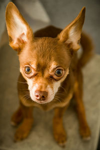 Close-up portrait of a dog