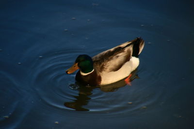 High angle view of duck swimming in lake