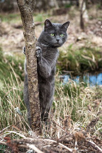 Cat scratching on tree trunk