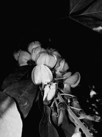 Close-up of rose flowers at night