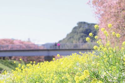 Yellow flowering plants on field against sky