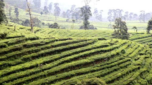 Scenic view of agricultural field