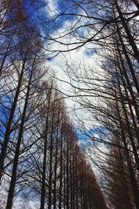 Low angle view of bare trees against sky